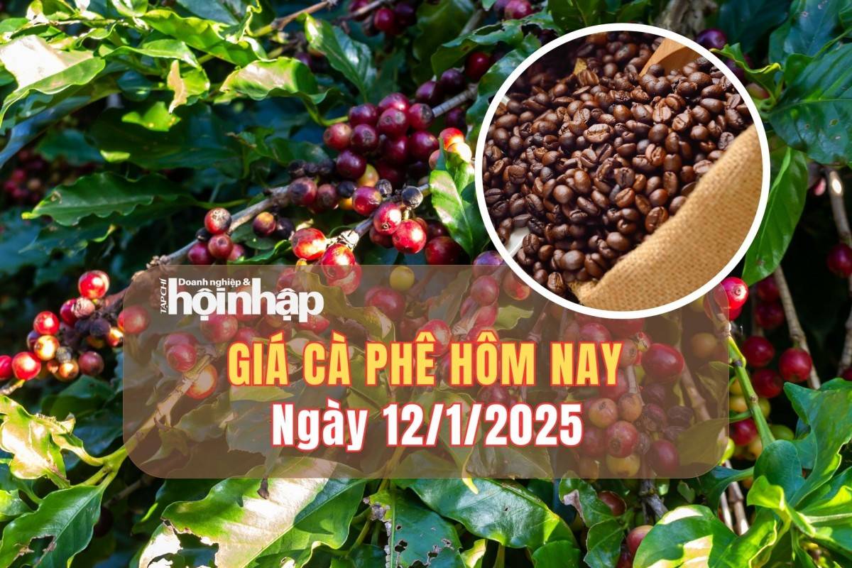 Giá cà phê hôm nay 12/1: Giá cà phê trong nước giảm nhẹ từ 400 - 500 đồng/kg