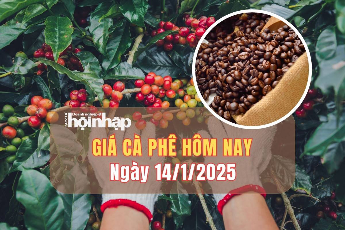 Giá cà phê hôm nay 14/1: Giá cà phê trong nước giảm từ 600 - 1.000 đồng/kg