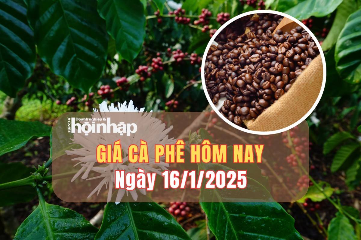 Giá cà phê hôm nay 16/1: Cà phê trong nước tiếp đà giảm từ 700 – 1.000 đồng/kg