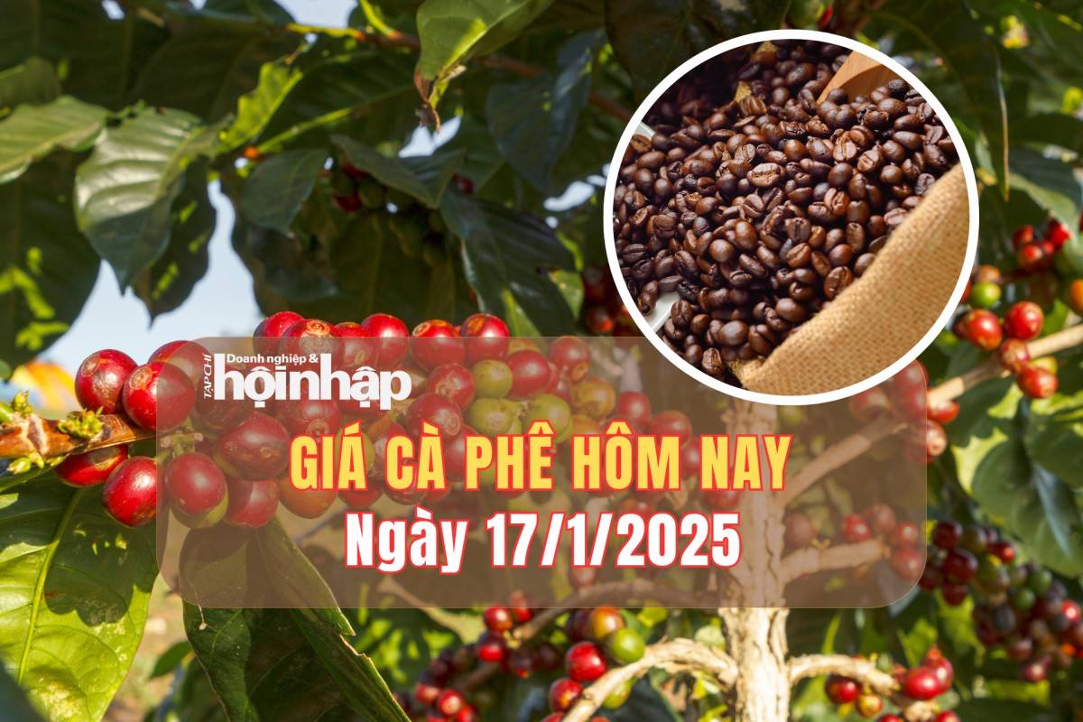 Giá cà phê hôm nay 17/1: Cà phê trong nước tăng từ 1.500 - 1.800 đồng/kg