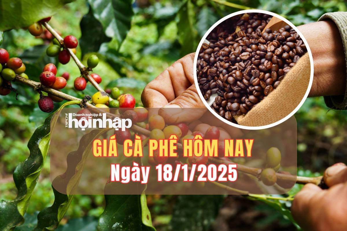 Giá cà phê hôm nay 18/1: Cà phê trong nước tăng từ 800 - 1.000 đồng/kg