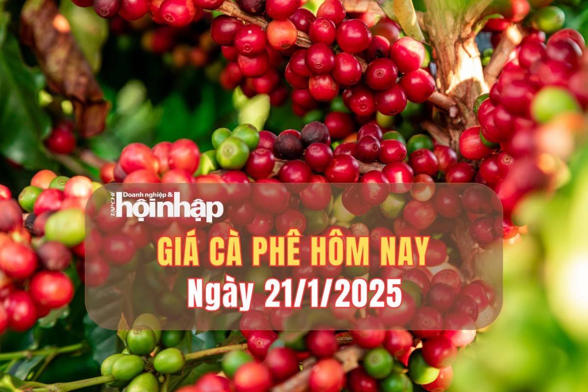 Giá cà phê hôm nay 21/1: Giá cà phê trong nước giảm mạnh từ 800 - 1.100 đồng/kg