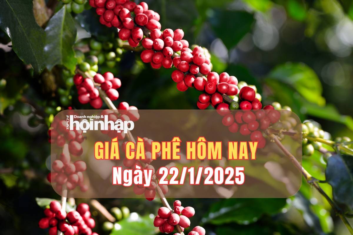 Giá cà phê hôm nay 22/1/2025: Giá cà phê trong nước tăng từ 1.000 - 1.500 đồng/kg