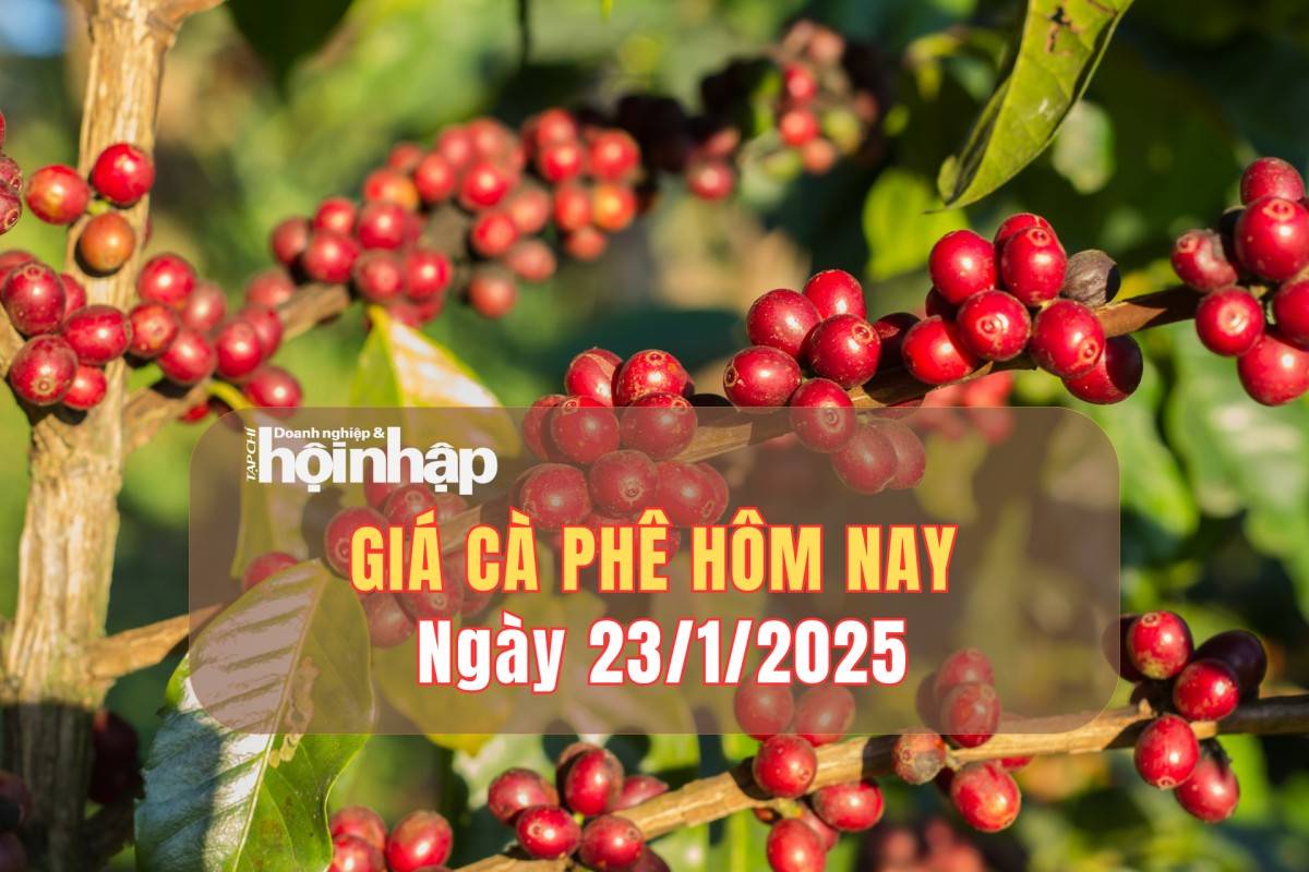 Giá cà phê hôm nay 23/1: Giá cà phê trong nước tăng từ 2.000 - 2.200 đồng/kg