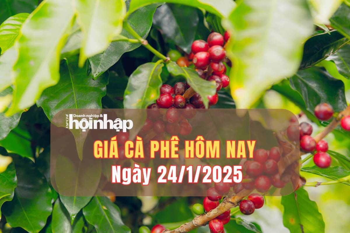 Giá cà phê hôm nay 24/1: Giá cà phê trong nước tăng 1.800 - 2.000 đồng/kg