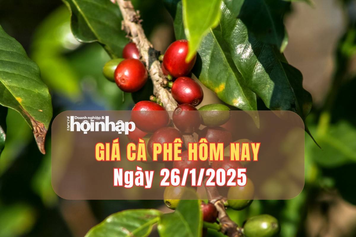 Giá cà phê hôm nay 26/1: Cà phê trong nước tăng từ 1.000 - 1.200 đồng/kg