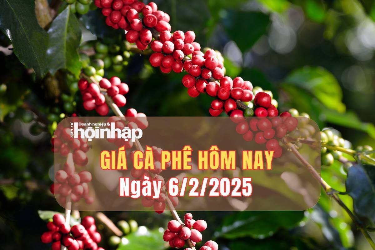 Giá cà phê hôm nay 6/2: Cà phê trong nước tăng từ 1.000 - 1.100 đồng/kg