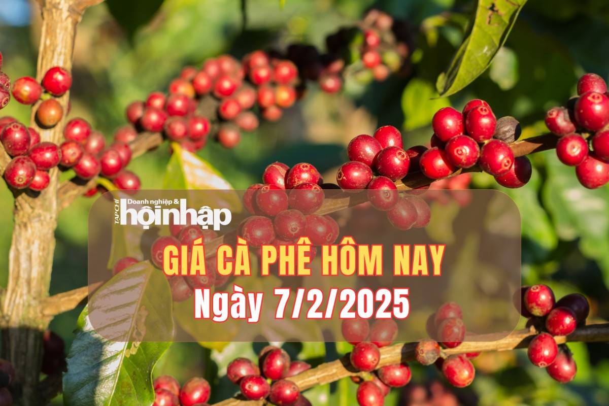 Giá cà phê hôm nay 7/2: Cà phê trong nước tăng từ 1.200 - 1.400 đồng/kg