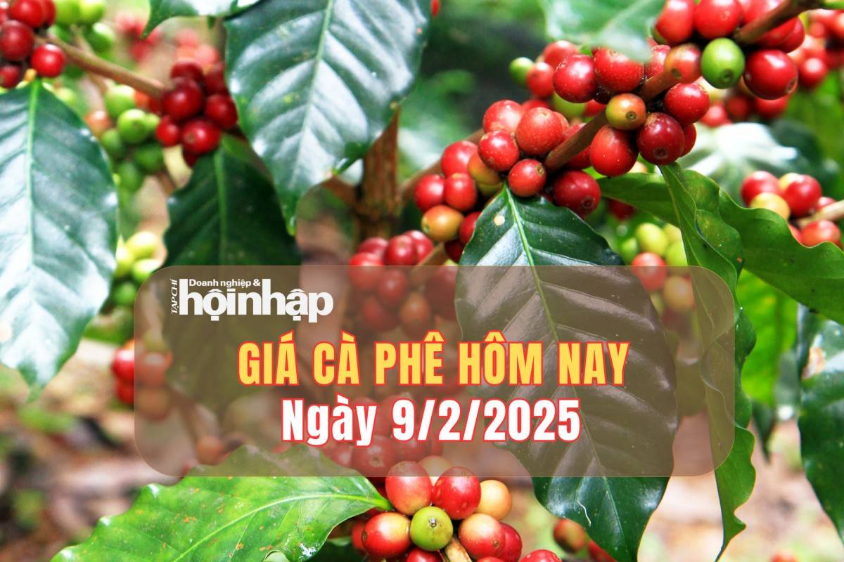 Giá cà phê hôm nay 9/2: Cà phê trong nước giảm mạnh 1.000 đồng/kg