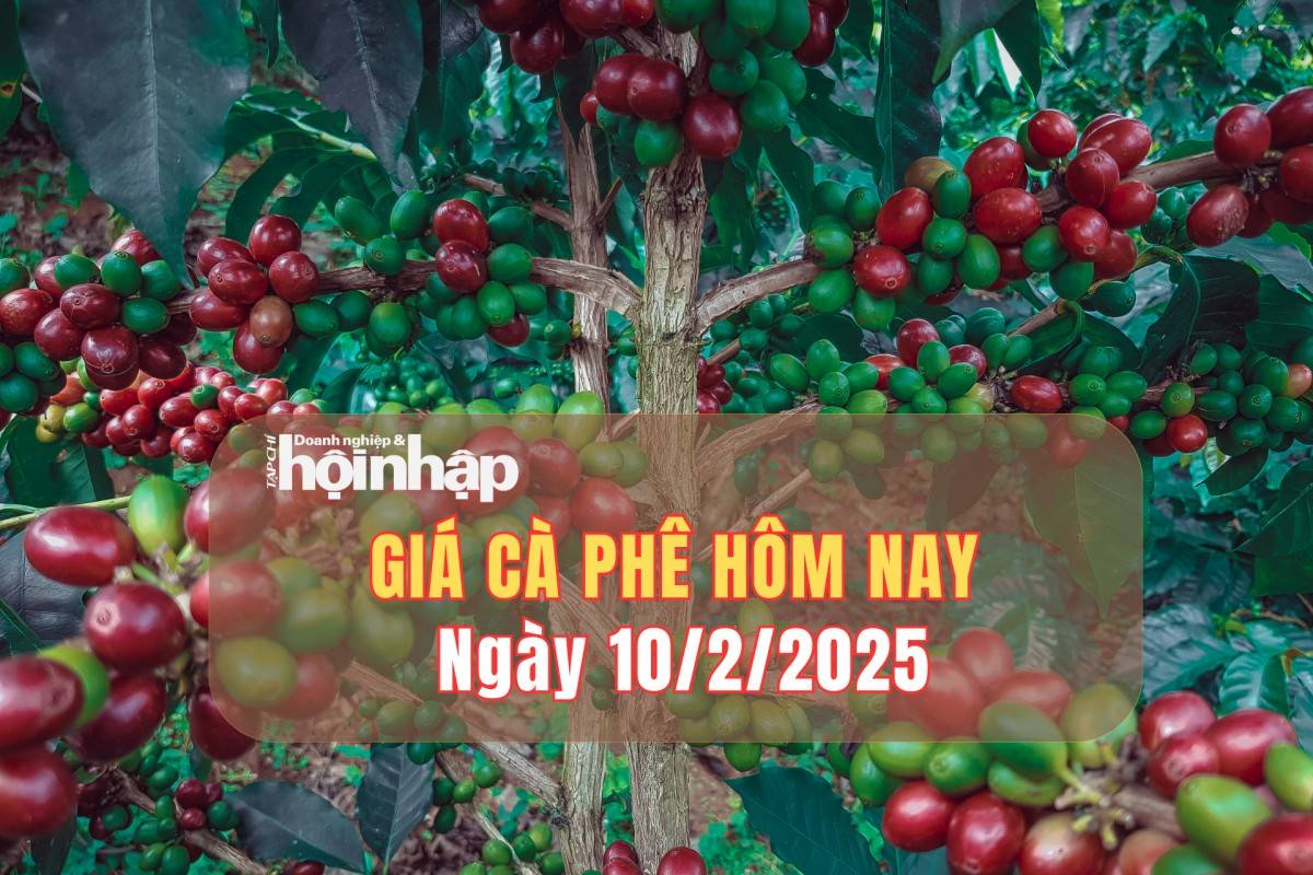 Giá cà phê hôm nay 10/2: Giá cà phê trong nước tăng tuần 500 – 700 đồng/kg