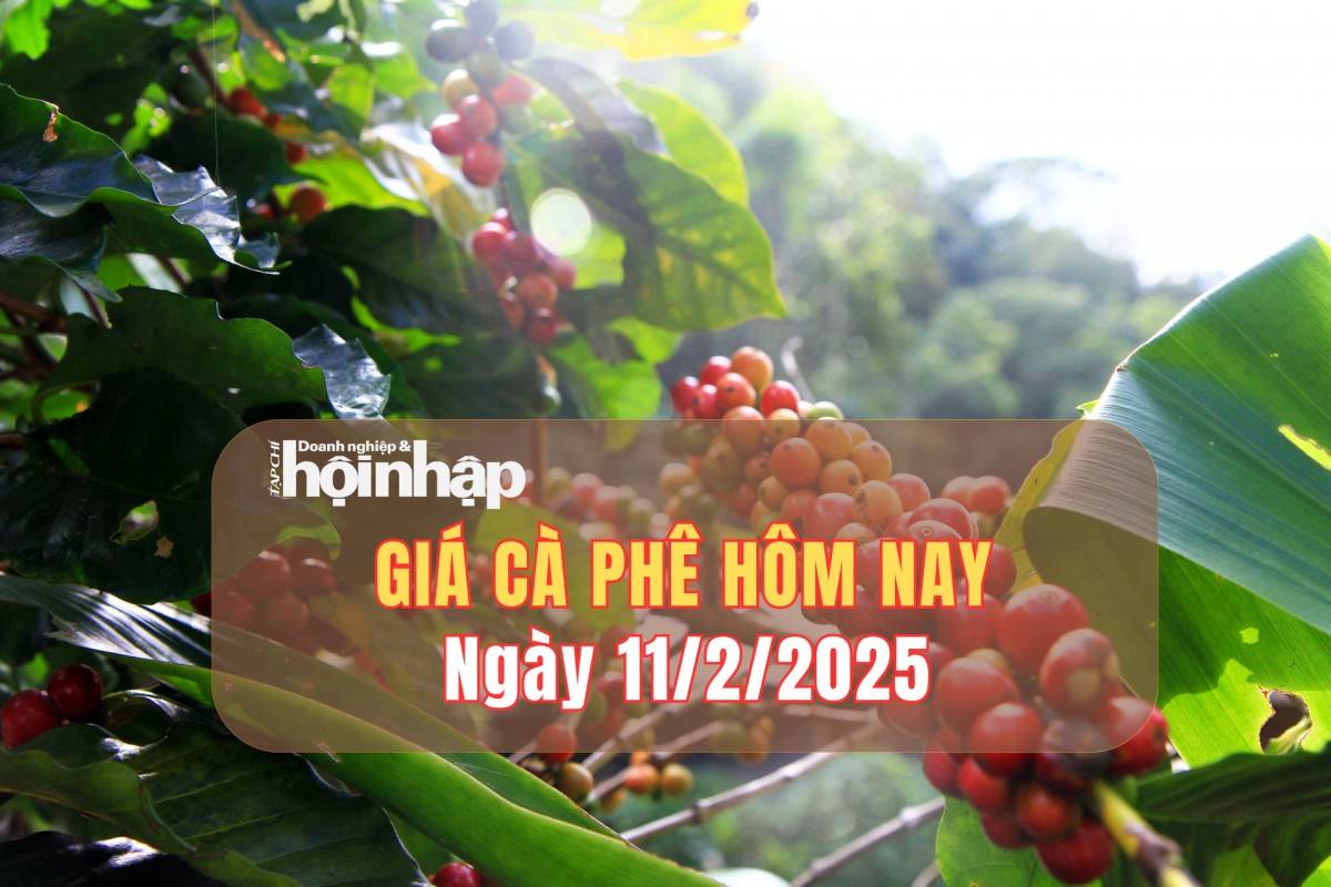 Giá cà phê hôm nay 11/2: Cà phê trong nước giảm 500 đồng/kg