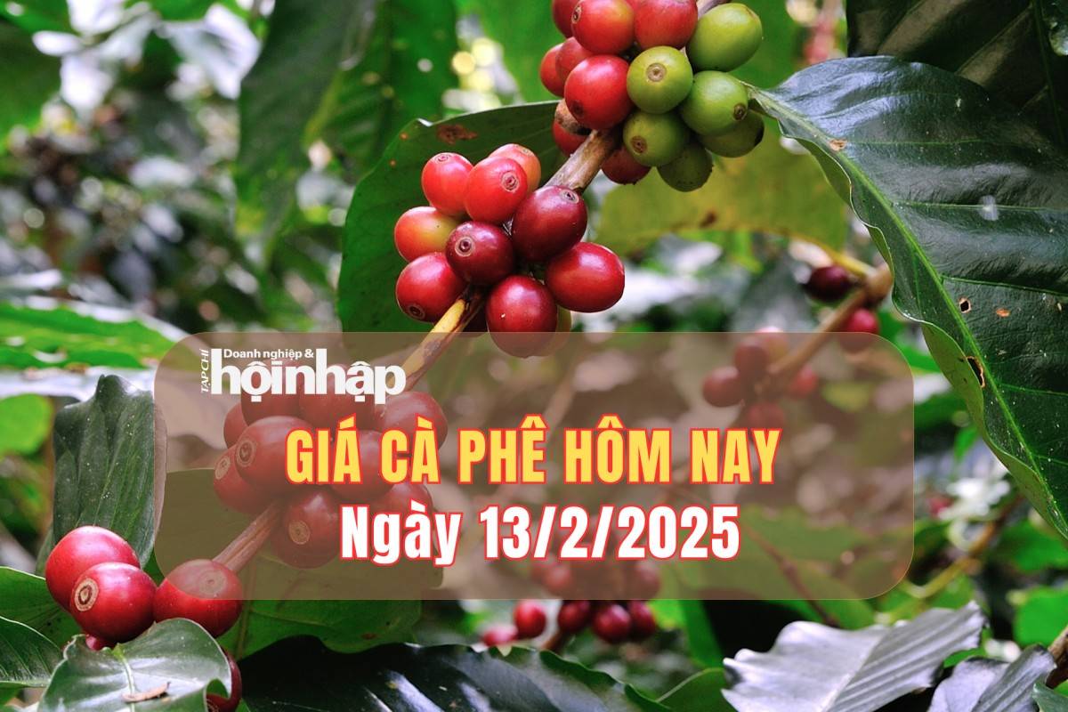 Giá cà phê hôm nay 13/2:  Cà phê trong nước giảm nhẹ 200 đồng/kg