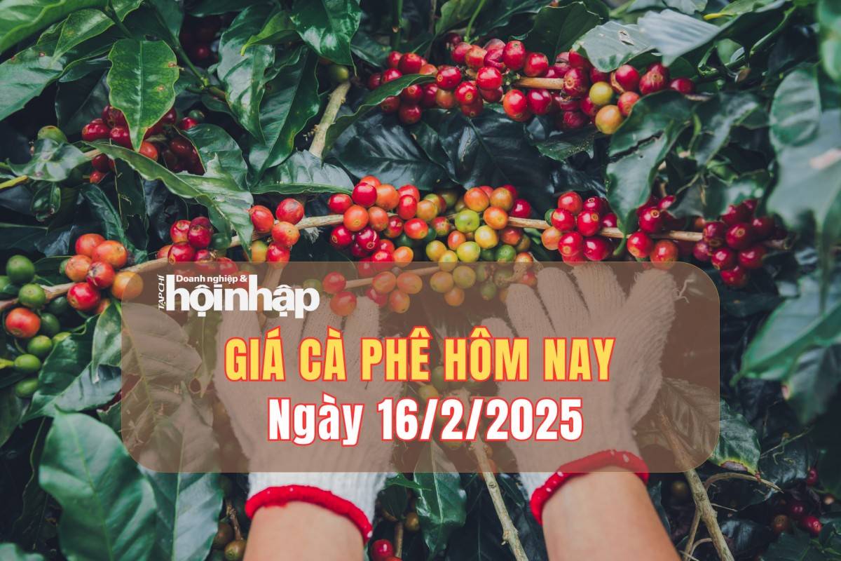 Giá cà phê hôm nay 16/2: Cà phê trong nước giảm mạnh 1.300 - 1.500 đồng/kg