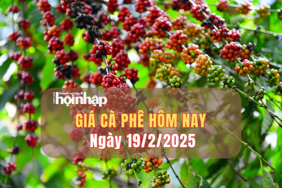 Giá cà phê hôm nay 19/2: Cà phê trong nước giảm 500 đồng/kg