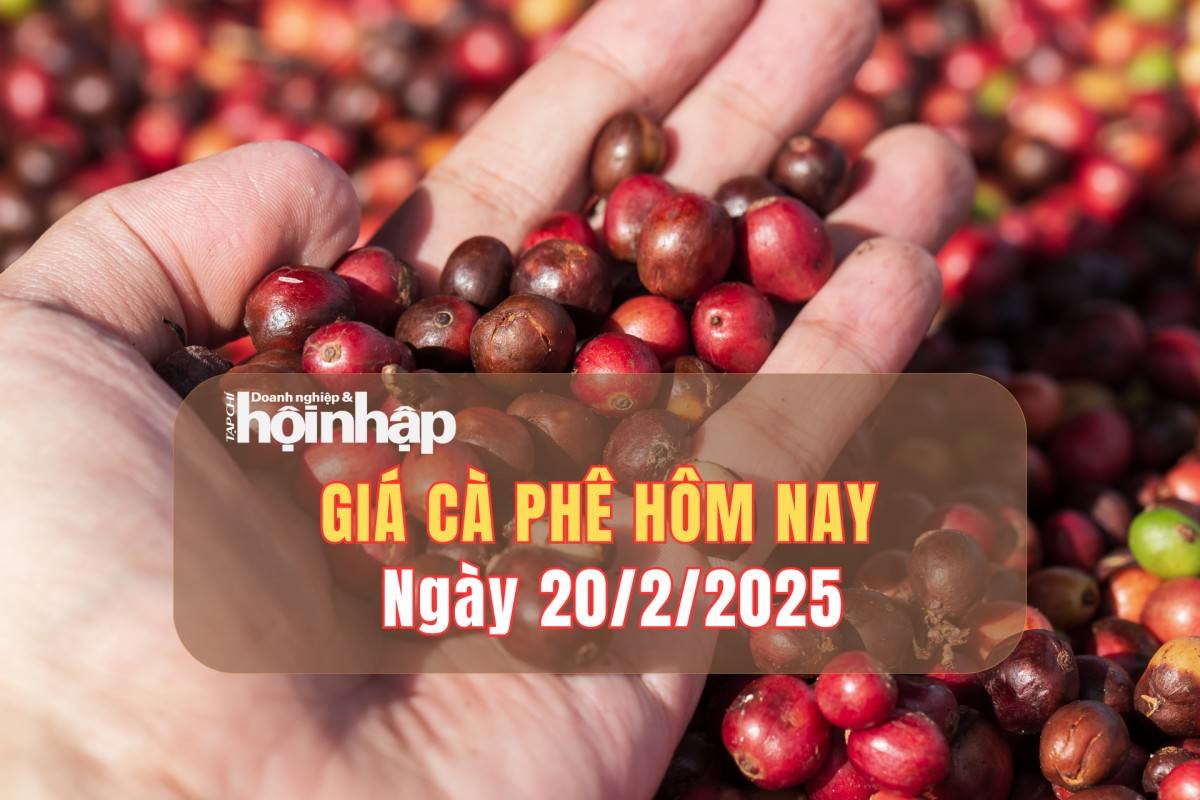 Giá cà phê hôm nay 20/2: Cà phê trong nước tăng 1.000 đồng/kg