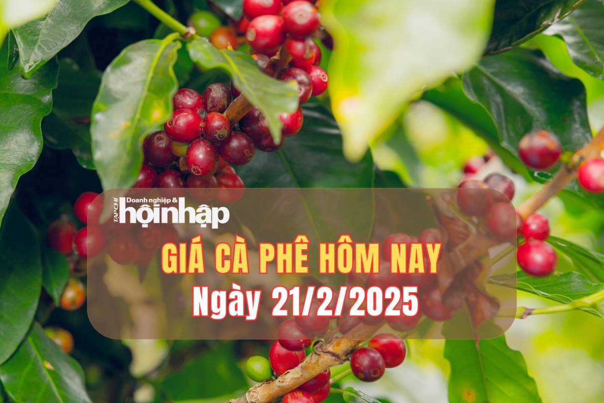 Giá cà phê hôm nay 21/2: Giá cà phê trong nước tăng 800 - 1.400 đồng/kg