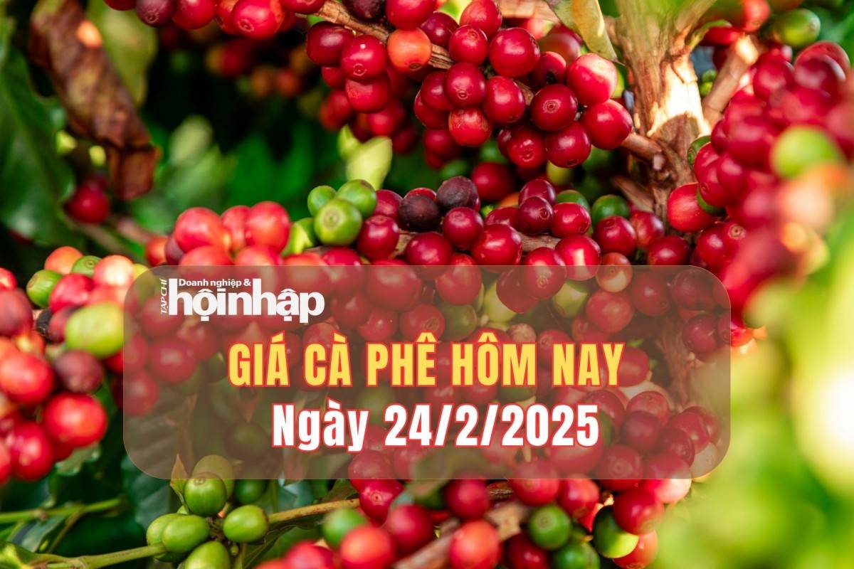 Giá cà phê hôm nay 24/2: Cà phê trong nước tuần qua tăng mạnh 3.000 - 3.300 đồng/kg