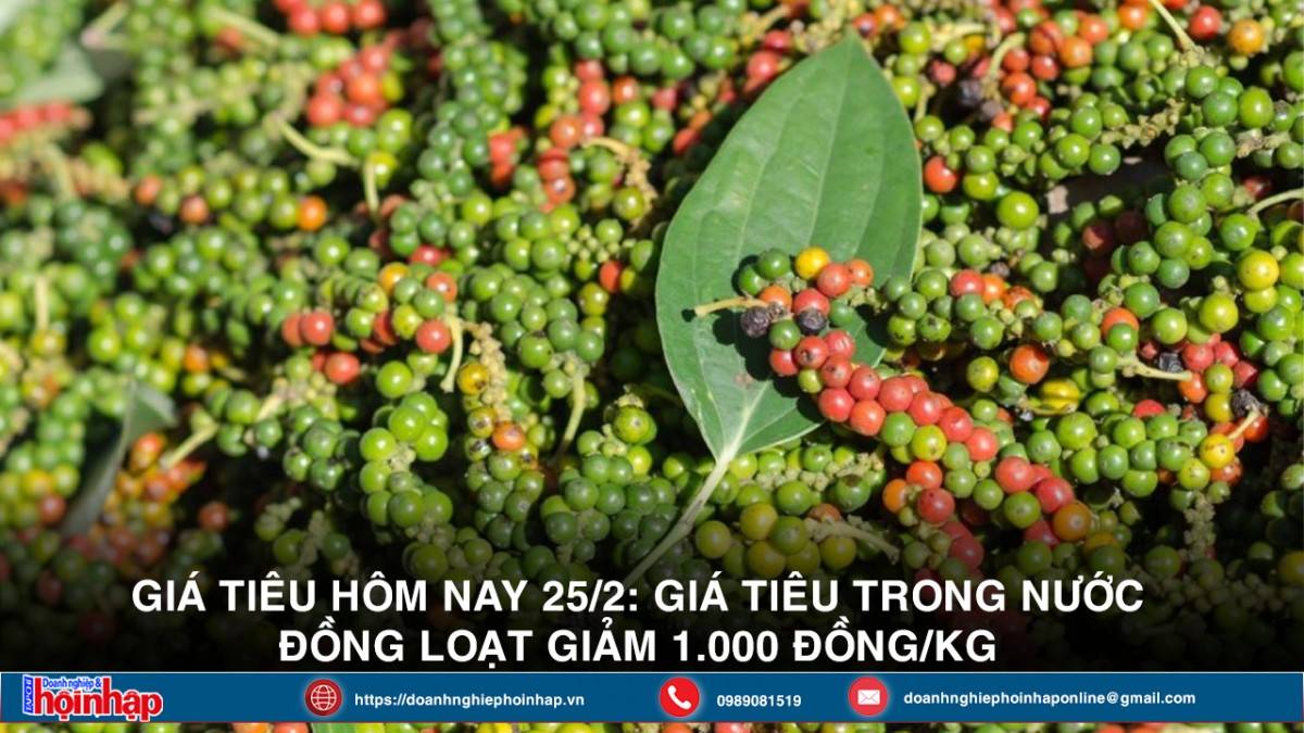 Giá tiêu hôm nay 25/2: Giá tiêu trong nước đồng loạt giảm 1.000 đồng/kg