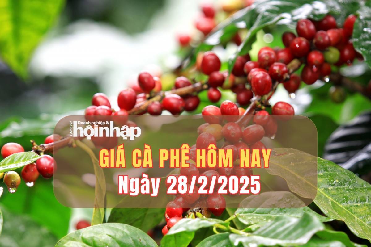 Giá cà phê hôm nay 28/2: Cà phê trong nước tăng từ 800 - 1.000 đồng/kg