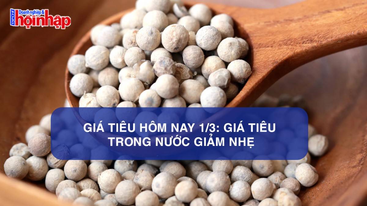 Giá tiêu hôm nay 1/3: Giá tiêu trong nước giảm nhẹ