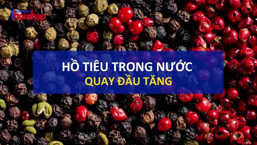 Giá tiêu hôm nay 2/3: Giá tiêu trong nước quay đầu tăng.