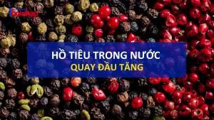 Giá tiêu hôm nay 2/3: Giá tiêu trong nước quay đầu tăng.