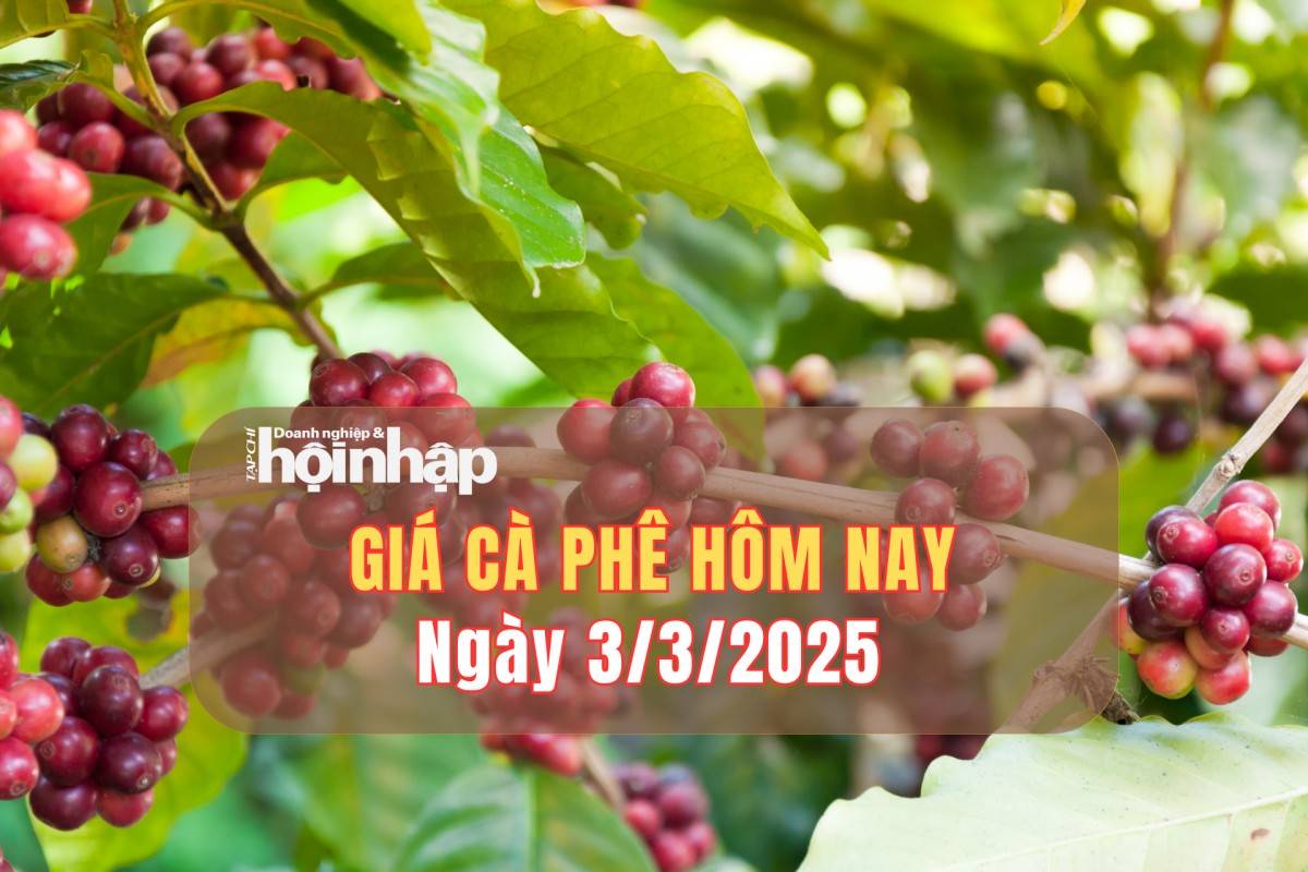 Giá cà phê hôm nay 3/3: Cà phê trong nước tuần qua giảm từ 4.500 - 5.300 đồng/kg