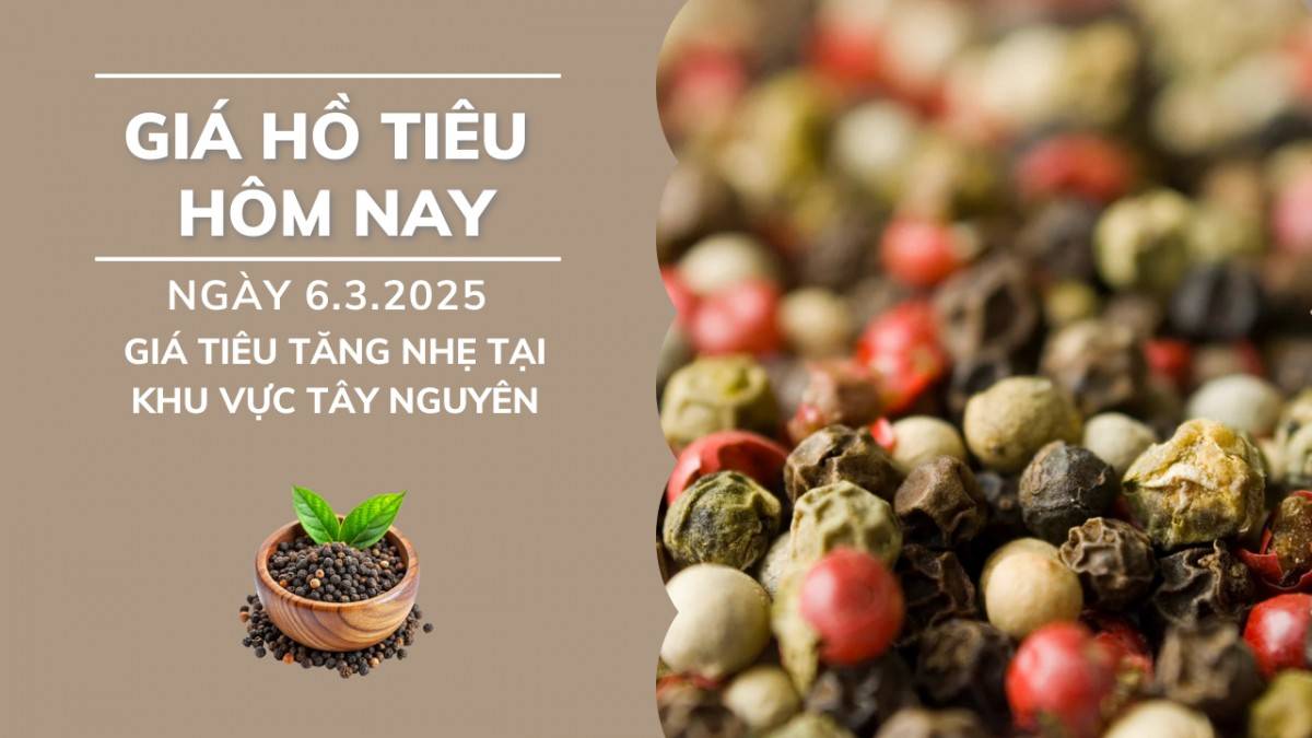 Giá hồ tiêu hôm nay ngày 6/3: Giá tiêu trong nước tiếp tục tăng nhẹ tại khu vực tây nguyên.