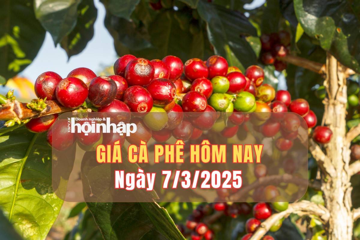 Giá cà phê hôm nay 7/3: Giá cà phê trong nước giảm 700 - 1.000 đồng/kg