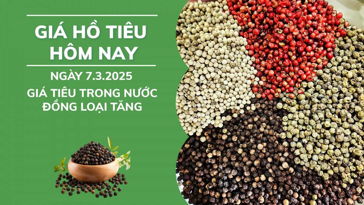 Giá hồ tiêu hôm nay ngày 7/3: Giá tiêu trong nước đồng loại tăng.