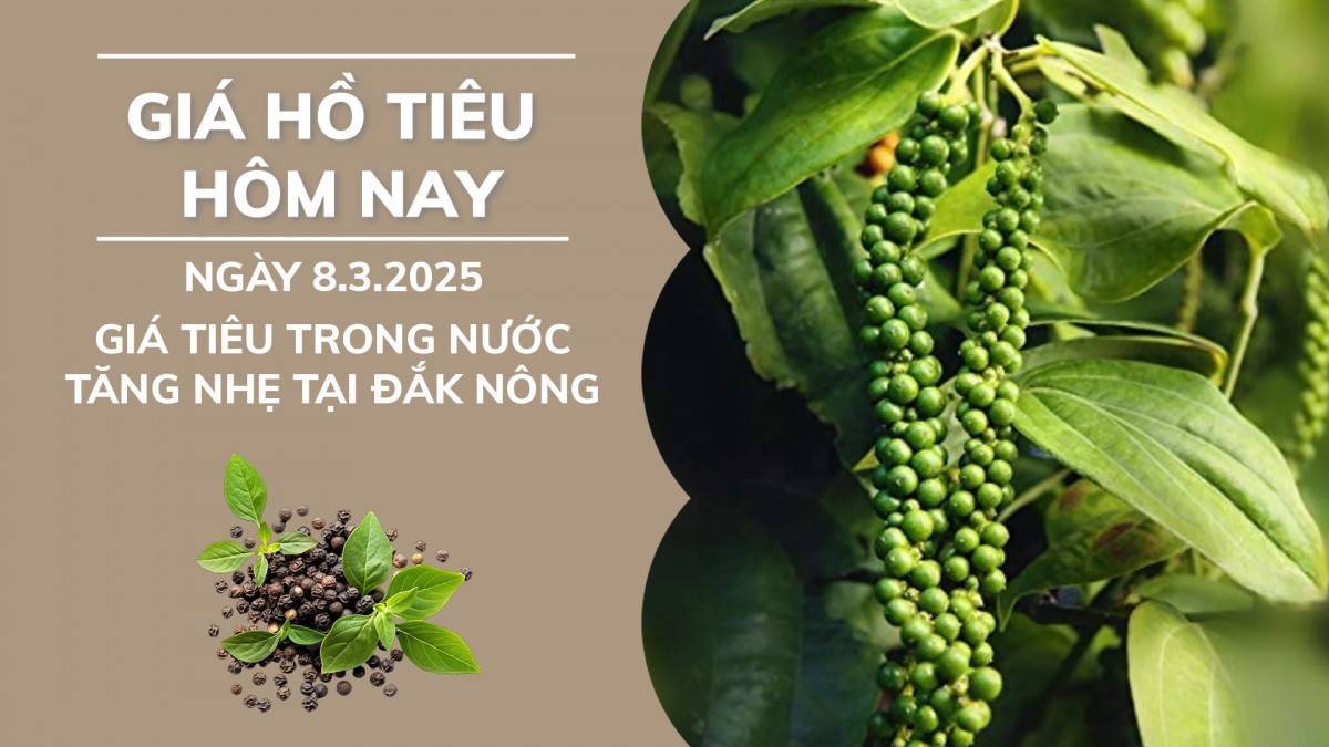 Giá hồ tiêu hôm nay ngày 8/3: Giá tiêu trong nước tăng nhẹ ở Đắk Nông