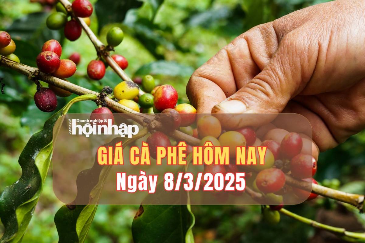 Giá cà phê hôm nay 8/3: Cà phê trong nước giảm mạnh 3.500 đồng/kg