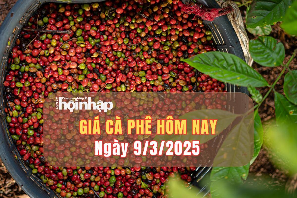 Giá cà phê hôm nay 9/3: Cà phê trong nước giảm 500 – 700 đồng/kg