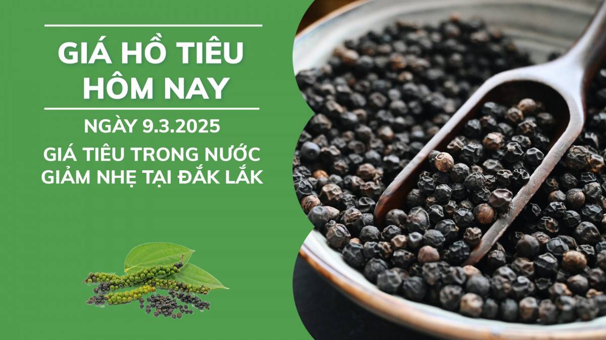 Giá hồ tiêu hôm nay ngày 9/3: Giá tiêu trong nước giảm nhẹ tại Đắk Lắk.