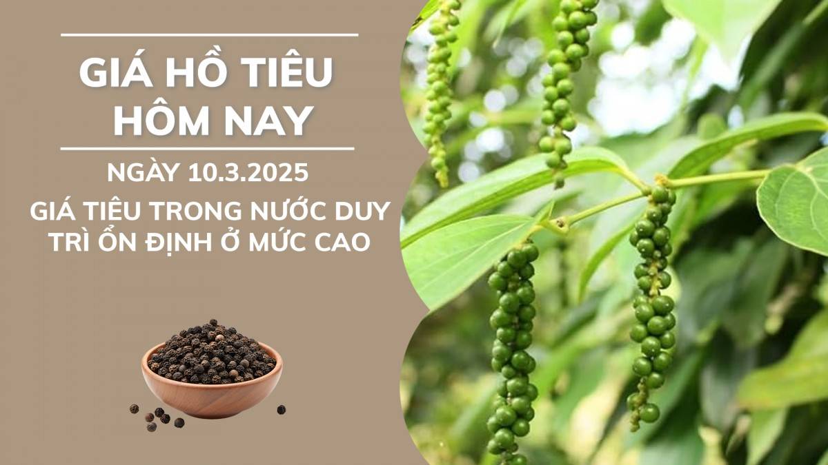 Giá hồ tiêu hôm nay ngày 10/3: Giá tiêu trong nước duy trì ổn định ở mức cao.