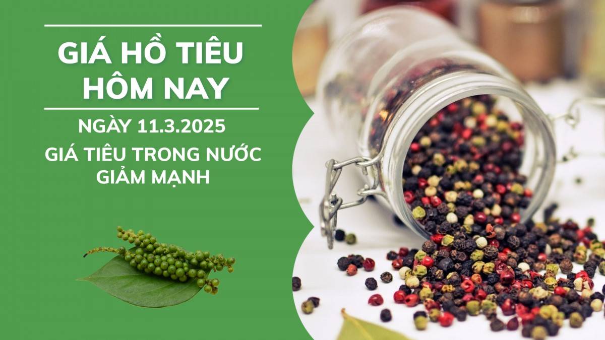 Giá hồ tiêu hôm nay ngày 11/3: Giá tiêu trong nước giảm mạnh.