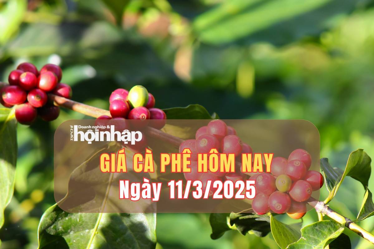 Giá cà phê hôm nay 11/3: Cà phê trong nước tăng từ 1.000 – 1.200 đồng/kg