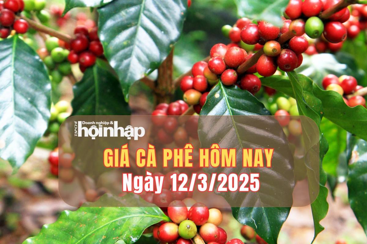 Giá cà phê hôm nay 12/3: Giá cà phê trong nước tăng từ 300 - 500 đồng/kg