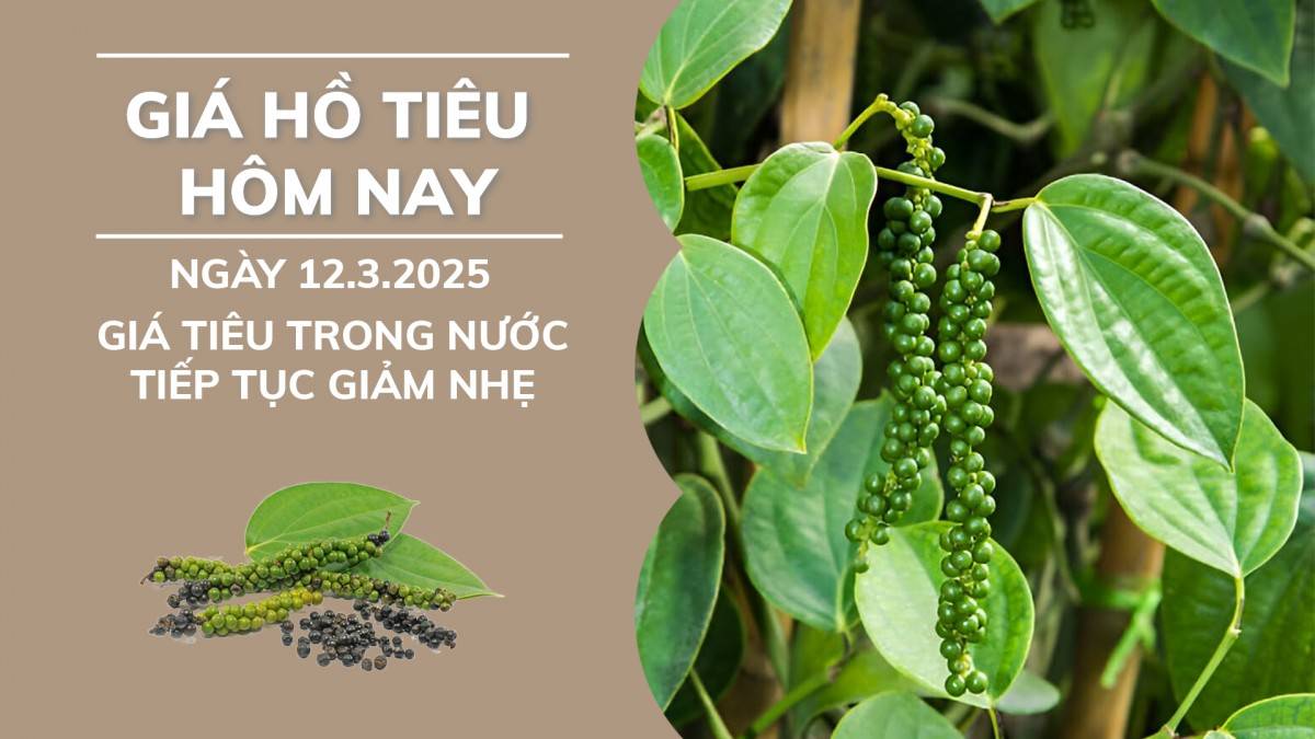 Giá hồ tiêu hôm nay ngày 12/3: Giá tiêu trong nước giảm nhẹ.