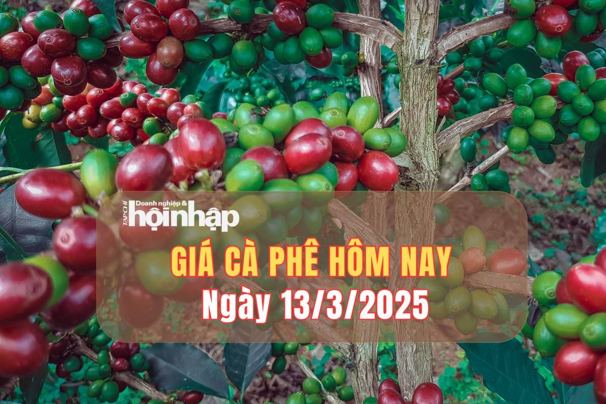 Giá cà phê hôm nay 13/3: Cà phê trong nước tăng từ 2.000 - 2.200 đồng/kg