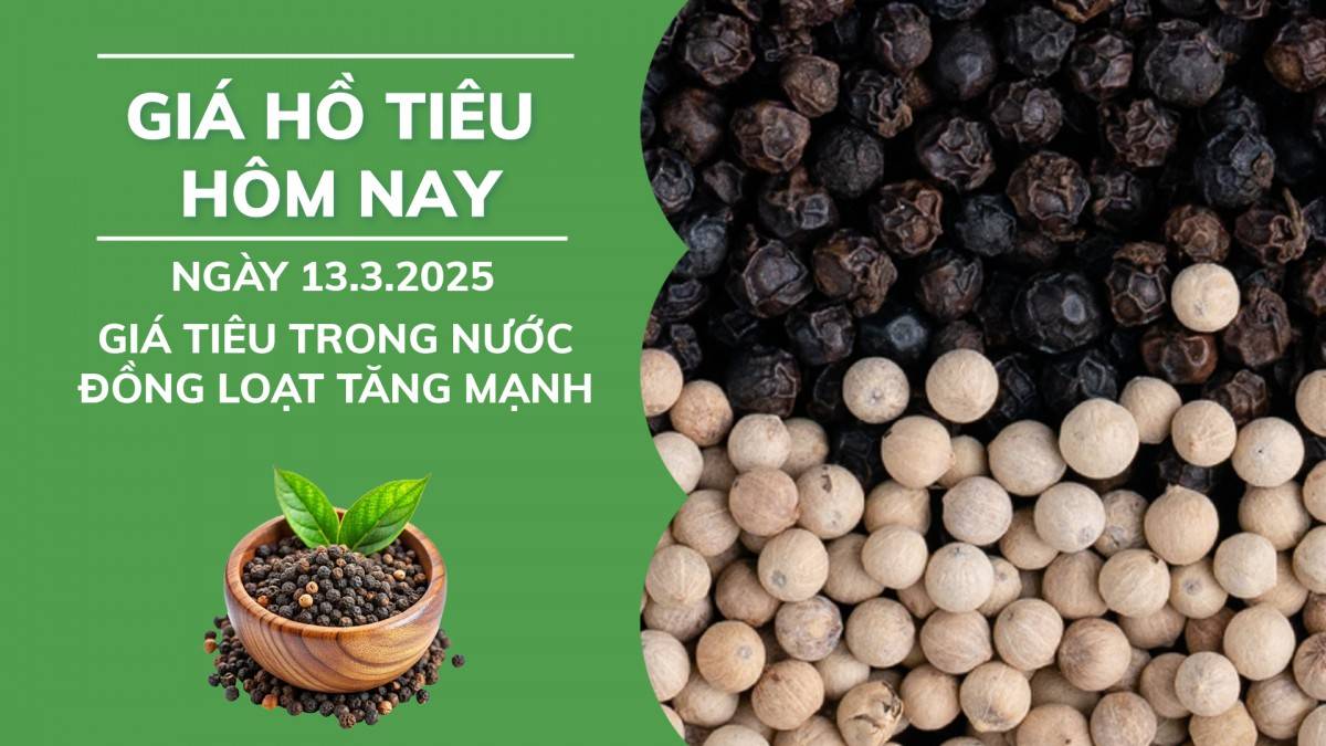 Giá hồ tiêu hôm nay ngày 13/3: Giá tiêu trong nước đồng loạt tăng mạnh.