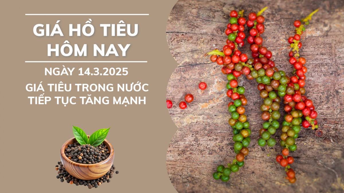 Giá hồ tiêu hôm nay ngày 14/3: Giá tiêu trong nước tiếp tục tăng mạnh.