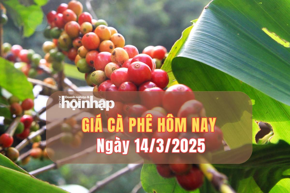 Giá cà phê hôm nay 14/3: Cà phê trong nước giảm từ 1.000 - 1.500 đồng/kg