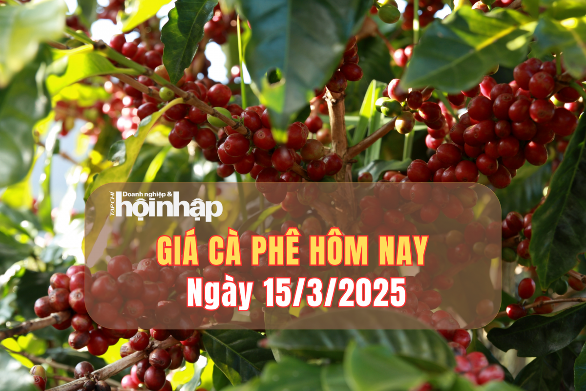 Giá cà phê hôm nay 15/3: Cà phê trong nước tăng nhẹ 500 đồng/kg