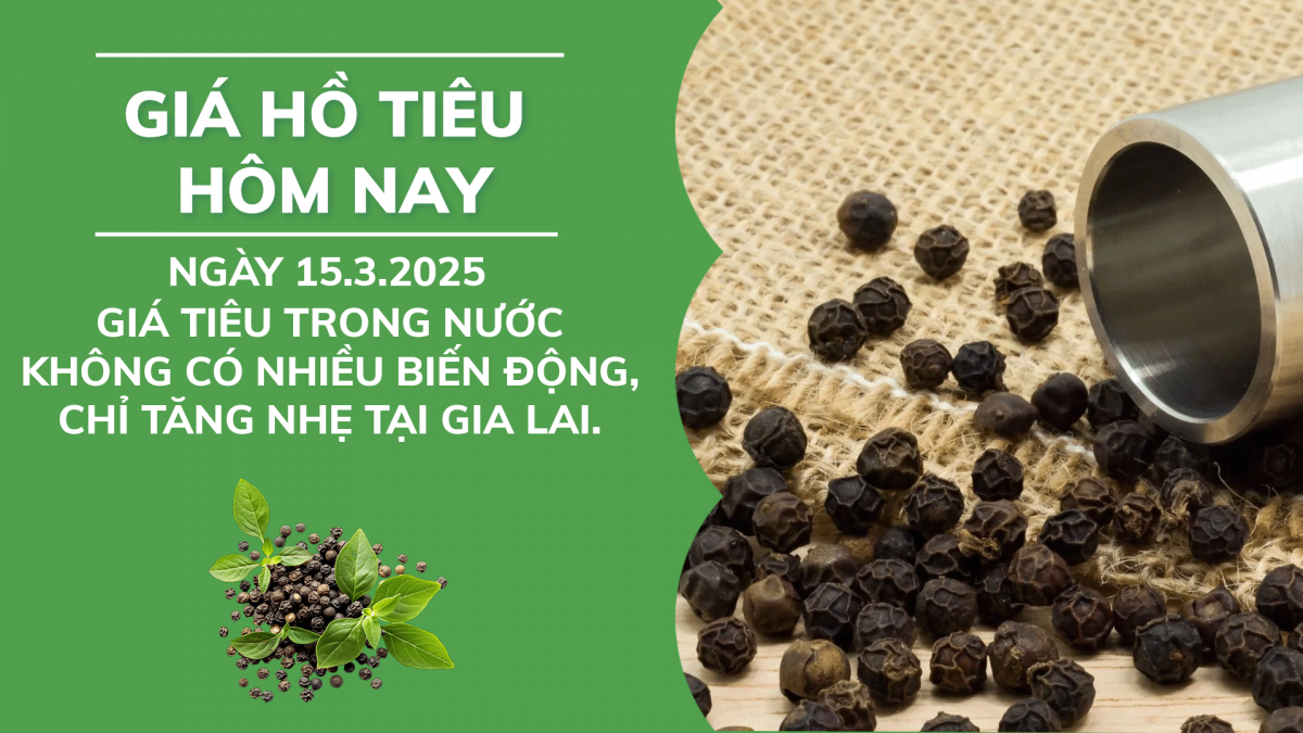 Giá hồ tiêu hôm nay ngày 15/3: Giá tiêu trong nước không có nhiều biến động, chỉ tăng nhẹ tại Gia Lai.