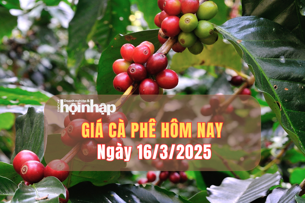 Giá cà phê hôm nay 16/3: Cà phê trong nước giảm 1.500 đồng/kg