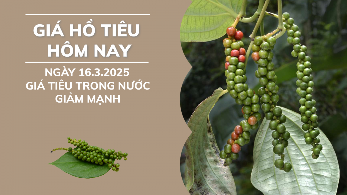 Giá hồ tiêu hôm nay 16/3: Giá tiêu trong nước giảm mạnh