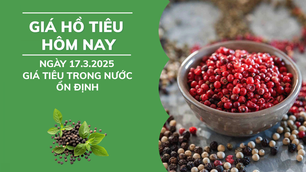 Giá hồ tiêu hôm nay 17/3: Giá tiêu trong nước ổn định