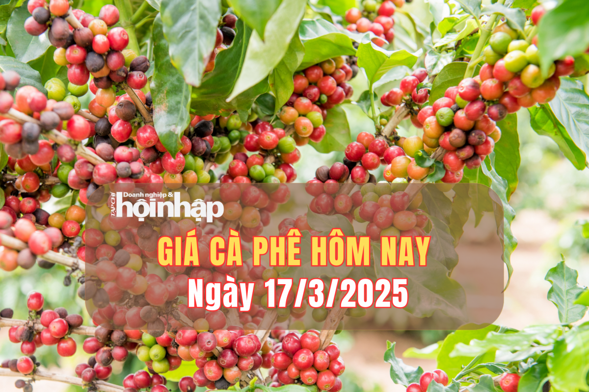 Giá cà phê hôm nay 17/3: Cà phê trong nước tuần qua tăng từ 1.000 - 2.200 đồng/kg