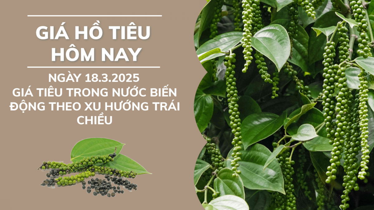 Giá hồ tiêu hôm nay 18/3: Giá tiêu trong nước biến động theo xu hướng trái chiều